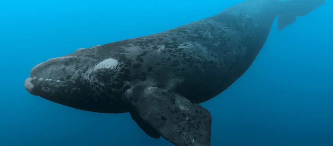 Right Whale in ocean water